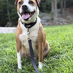 Photo of Bryan, adoptable Labrador Retriever Hound (Unknown Type) in EAST FALMOUTH, Massachusetts