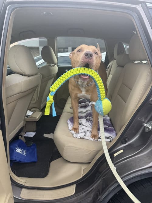 Photo of Coda, adoptable American Pit Bull Terrier in Holly Springs, North Carolina