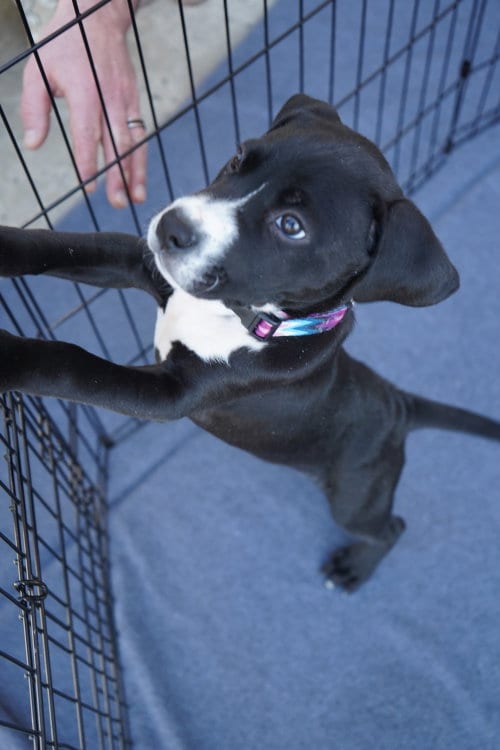 Photo of Hershey - Candy Litter (Trixie mom), adoptable Terrier in Holly Springs, North Carolina