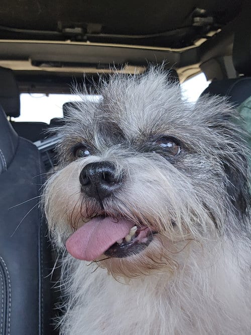 Photo of Abigail, adoptable Shih Tzu in Pipe Creek, Texas