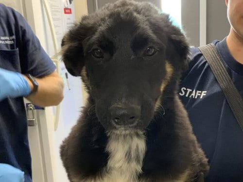 Photo of Bogo, adoptable German Shepherd Dog in Visalia, California