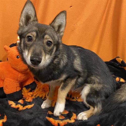 Photo of A615483, adoptable Cardigan Welsh Corgi in Modesto, California