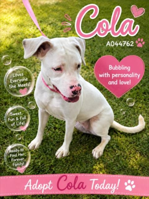 Photo of Cola, adoptable Pit Bull Terrier in Texas City, Texas