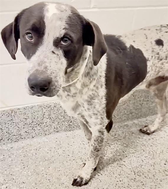 Photo of Senior German Shorthaired Pointer, adoptable German Shorthaired Pointer in Houston, Texas