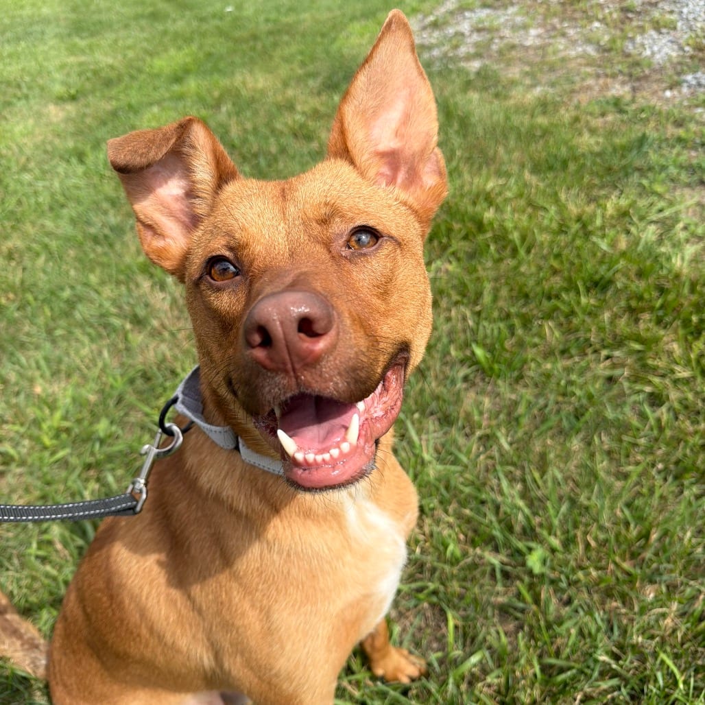 Photo of Miller, adoptable Shepherd / Mixed Breed (Medium) in Staunton, Virginia