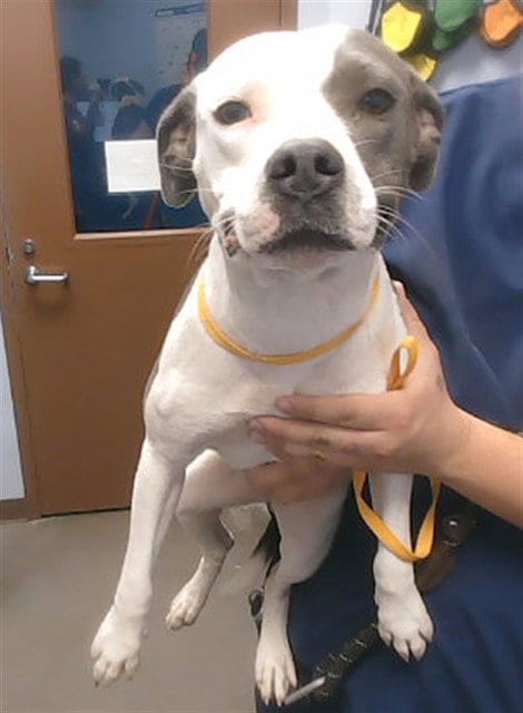 Photo of Bailey, adoptable American Pit Bull Terrier in Phoenix, Arizona