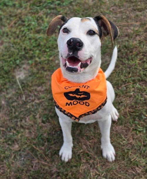 Photo of Bee, adoptable Staffordshire Bull Terrier in Sedalia, Colorado