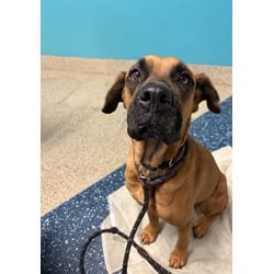 Photo of Sandra, adoptable Mastiff in Doral, Florida