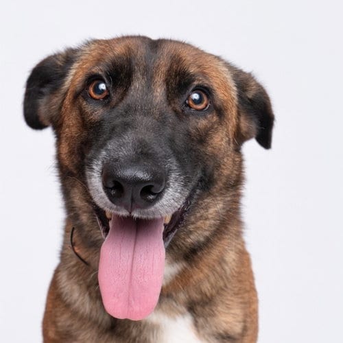 Photo of Blossom- Located in Texas, adoptable Belgian Shepherd Malinois in Imlay City, Michigan
