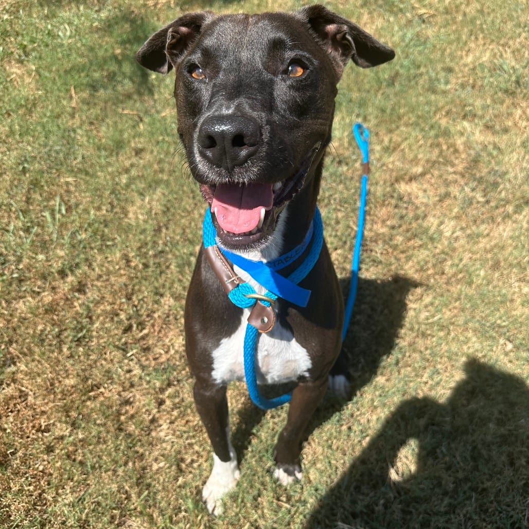 Photo of Stabler, adoptable Mixed Breed (Medium) in Chattanooga, Tennessee