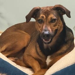 Photo of Rouge 8837, adoptable Mixed Breed (Medium) in Loxahatchee, Florida