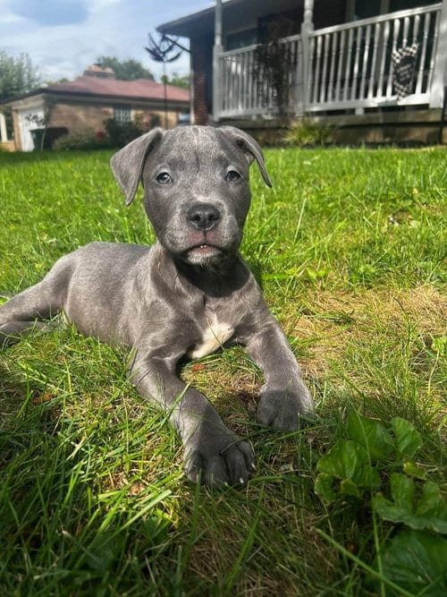 Photo of Wrangler, adoptable American Pit Bull Terrier in Germantown, Ohio