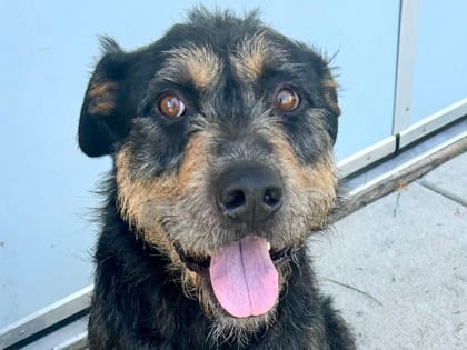 Photo of Doug, adoptable dog in Georgetown, Texas