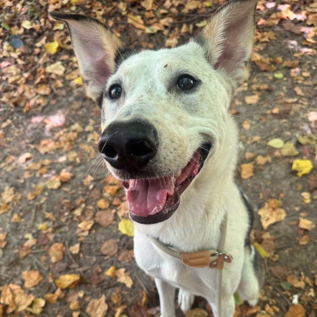 Photo of Milo, adoptable Mixed Breed (Large) in St. Charles, Missouri