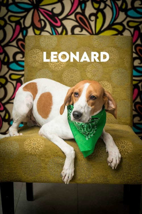 Photo of Leonard, adoptable Treeing Walker Coonhound in North Myrtle Beach, South Carolina
