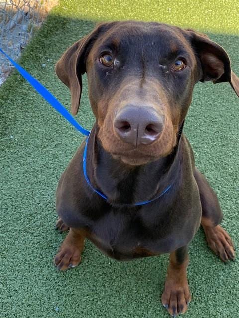Photo of Simba, adoptable Doberman Pinscher in Fayetteville, North Carolina