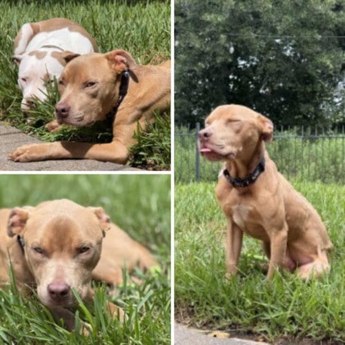 Photo of Knox, adoptable Staffordshire Bull Terrier in Houston, Texas