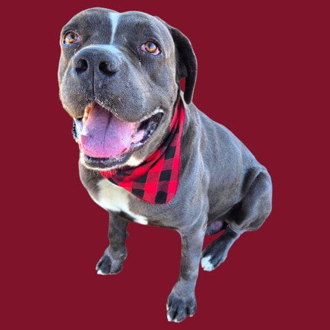 Photo of Max, adoptable Mastiff in Bakersfield, California