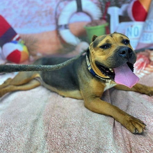 Photo of Sheeba, adoptable Pit Bull Terrier in Long Beach, California