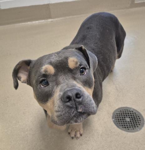 Photo of Waffle Fry, adoptable American Bulldog in Decatur, Illinois