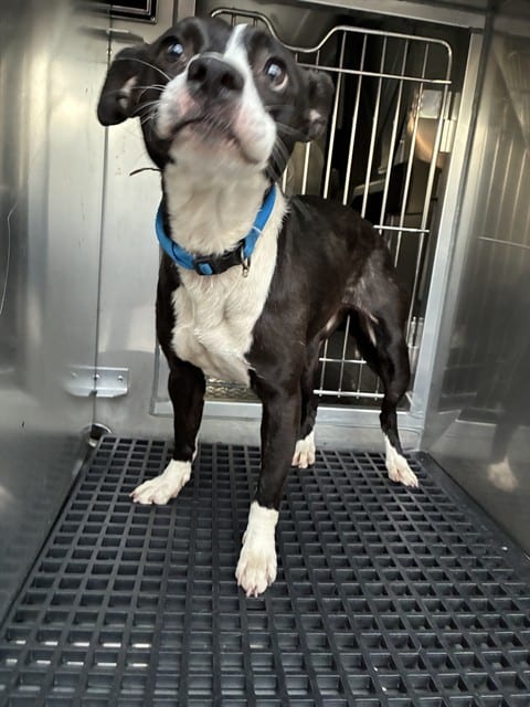 Photo of Peyton, adoptable Mixed Breed