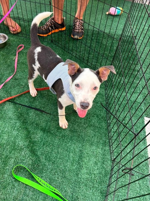 Photo of Peyton, adoptable Terrier in Greenville, South Carolina
