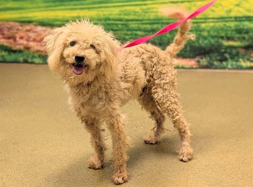 Photo of Lucky, adoptable Poodle (Toy) in Moreno Valley, California