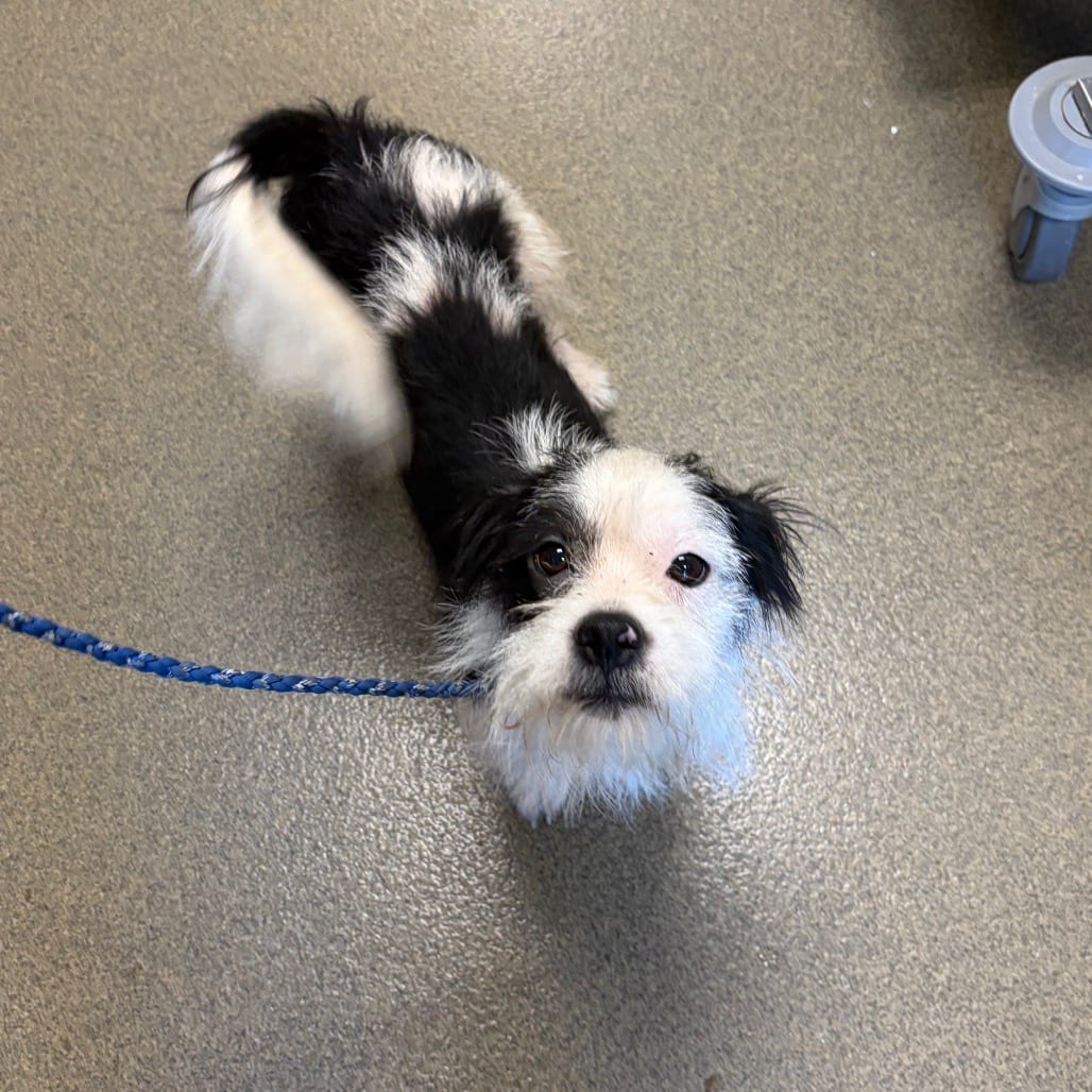 Photo of Furgus, adoptable Chihuahua / Shih Tzu in Council Bluffs, Iowa