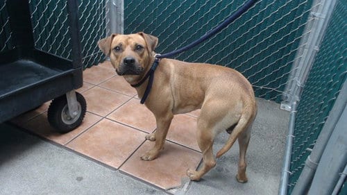 Photo of Max, adoptable Pit Bull Terrier in Downey, California