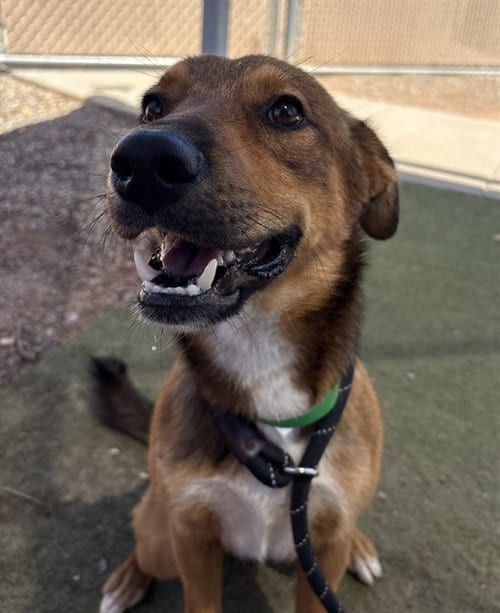 Photo of Rizz, adoptable German Shepherd Dog in Phoenix, Arizona