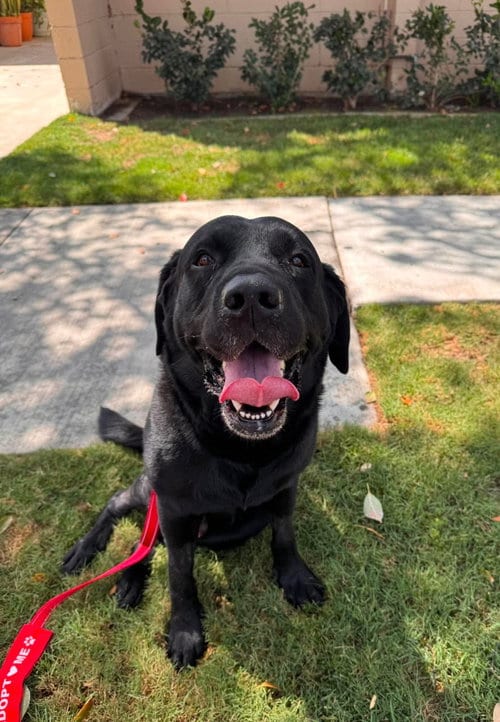 Photo of Blaze, adoptable Labrador Retriever in San Diego, California