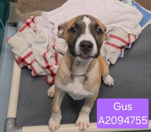 Photo of Gus, adoptable Staffordshire Bull Terrier in Houston, Texas
