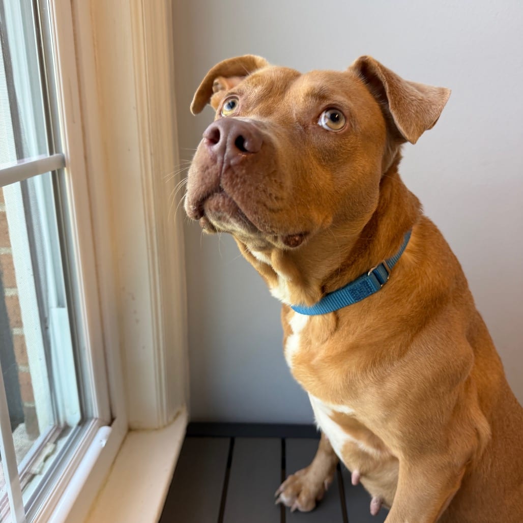 Photo of Joni, adoptable Terrier, American Pit Bull / Bulldog in South Elgin, Illinois