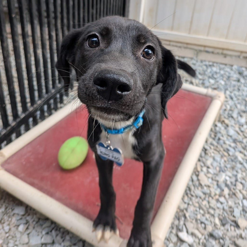 Photo of Kung Pao, adoptable Retriever, Labrador in Wake Forest, North Carolina