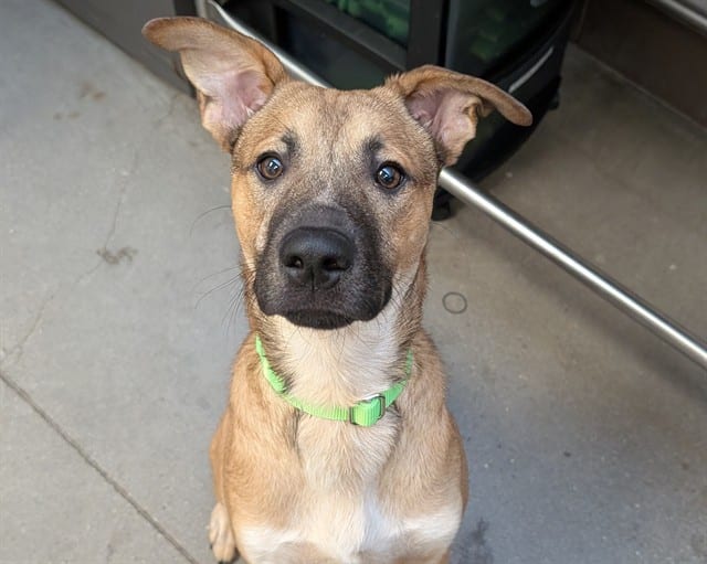 Photo of Little Dude, adoptable dog