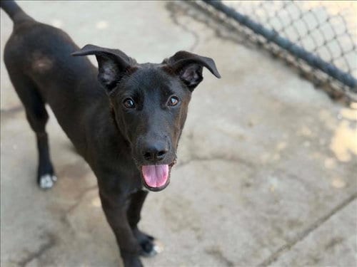 Photo of Oak, adoptable Pit Bull Terrier in Tulsa, Oklahoma
