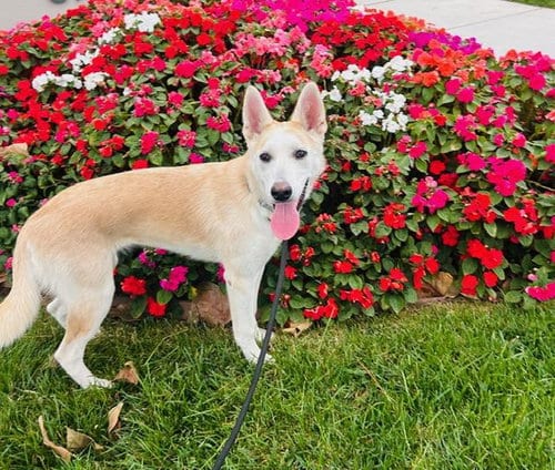 Photo of Poppy, adoptable Siberian Husky in Santa Barbara, California