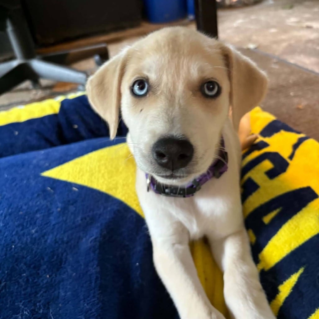 Photo of Rhaenyra, adoptable Mixed Breed (Medium) in West Olive, Michigan