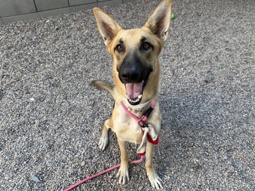 Photo of Ander, adoptable German Shepherd Dog in Mesa, Arizona