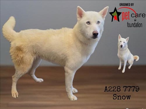 Photo of Snow, adoptable Husky in Los Angeles, California