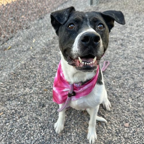 Photo of Nessa, adoptable American Staffordshire Terrier in Mesa, Arizona