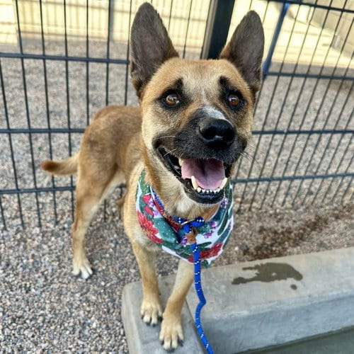 Photo of Nevada, adoptable German Shepherd Dog in Mesa, Arizona