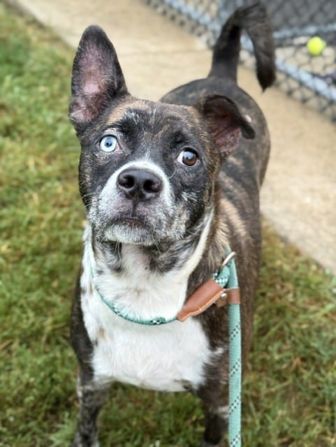 Photo of Ronin, adoptable Border Collie in Chicago, Illinois