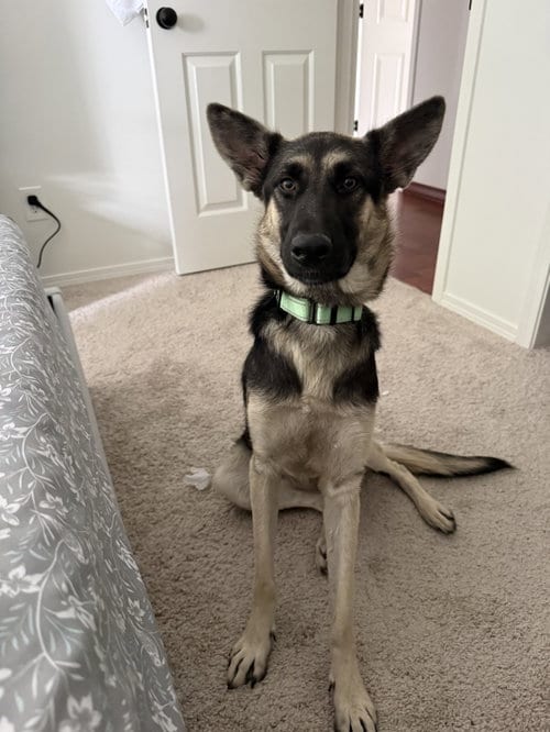 Photo of Eva, adoptable German Shepherd Dog in Seattle, Washington