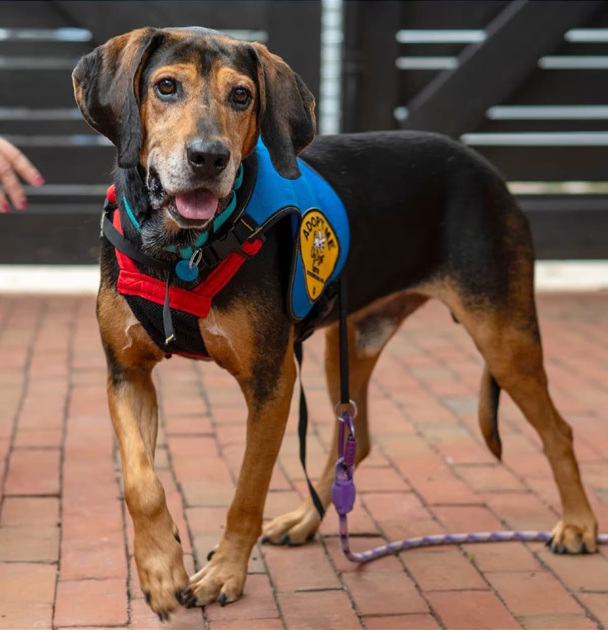 Photo of Willie, adoptable Treeing Walker Coonhound in Washington, District of Columbia