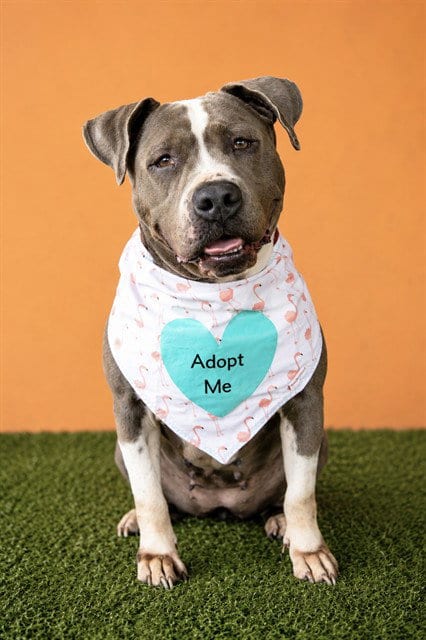 Photo of Luna, adoptable American Bulldog in Miami, Florida