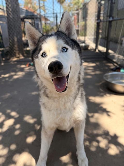 Photo of Trooper, adoptable Husky in Chula Vista, California