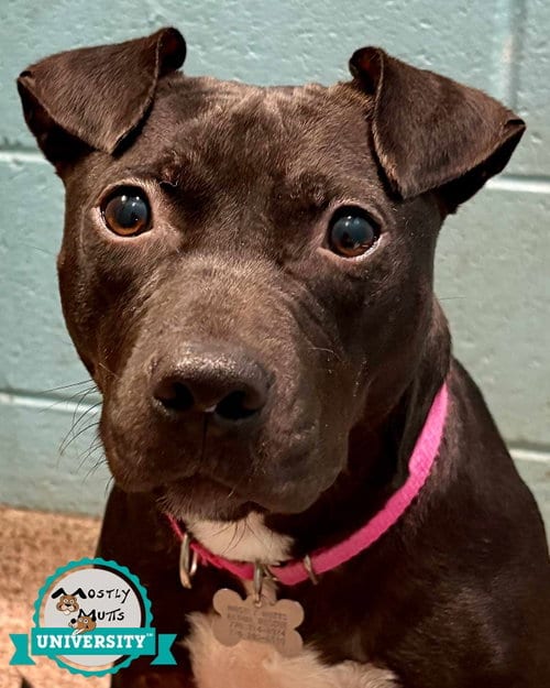 Photo of Emmy, adoptable Terrier in Kennesaw, Georgia