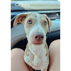 Photo of Cagney, adoptable Labrador Retriever Hound (Unknown Type) in Medfield, Massachusetts