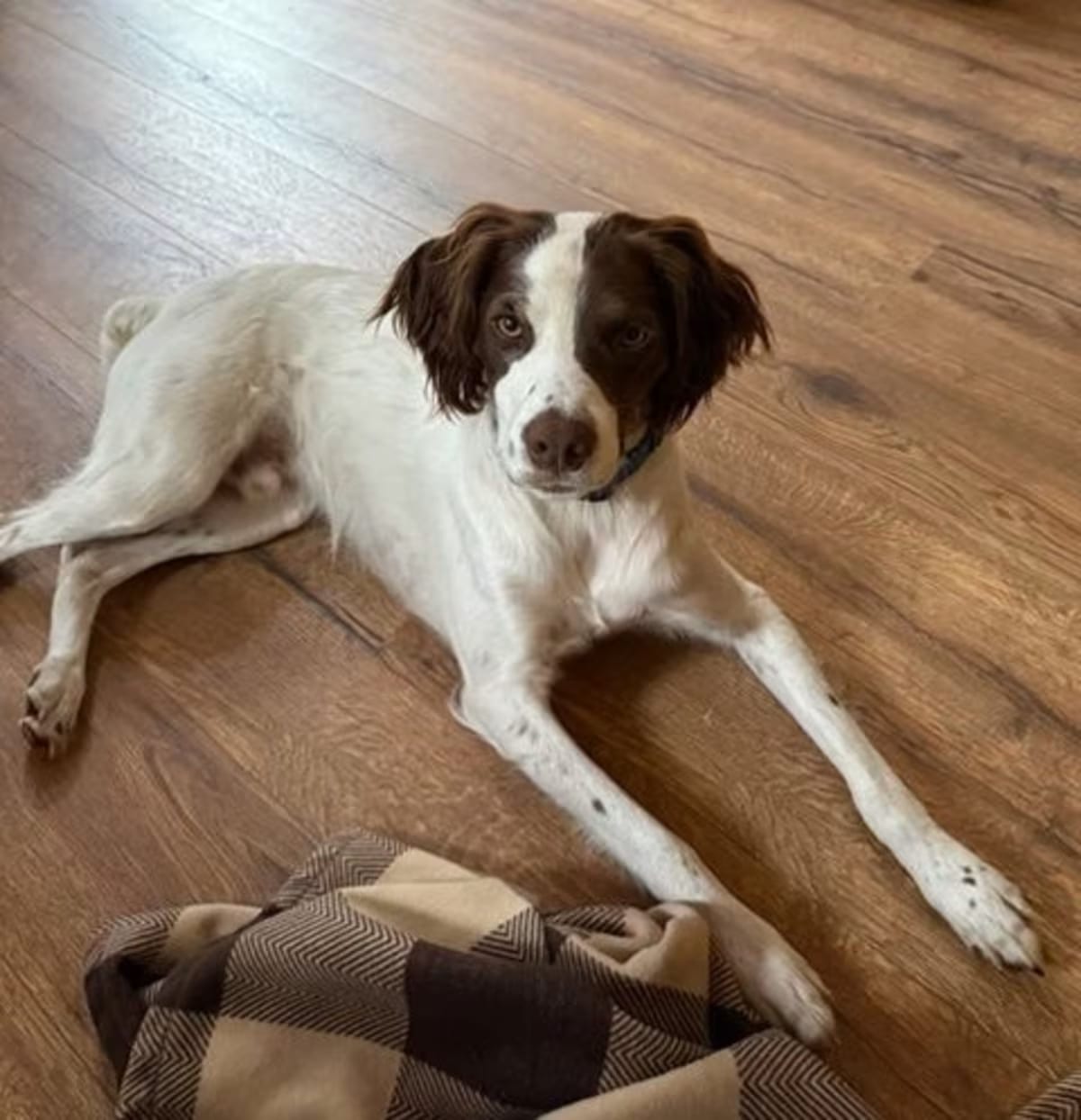 Photo of WI/Griff, adoptable Brittany in Baton Rouge, Louisiana
